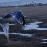 REBELLION PUNK FEST: neděle 11.8.2013, Blackpool, Anglie