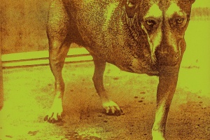 Vzpomínka: Před 25 lety vyšlo poslední album ALICE IN CHAINS s Laynem Staleym